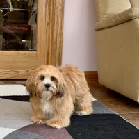 Daisy Mae, a female Lhasa Apso for sale in Nappanee, IN – Photo 7 of 7