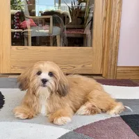 Daisy Mae, a female Lhasa Apso for sale in Nappanee, IN – Photo 6 of 7