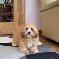 Daisy Mae, a female Lhasa Apso for sale in Nappanee, IN – Photo 4 of 7