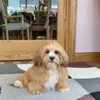 Daisy Mae, a female Lhasa Apso for sale in Nappanee, IN – Photo 2 of 7