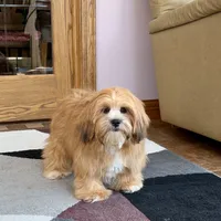 Daisy Mae, a female Lhasa Apso for sale in Nappanee, IN – Photo 5 of 7