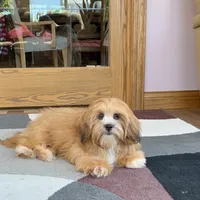Daisy Mae, a female Lhasa Apso for sale in Nappanee, IN – Photo 1 of 7