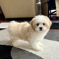 Tashi, a female Lhasa Apso for sale in Nappanee, IN – Photo 5 of 8