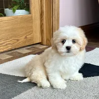 Tashi, a female Lhasa Apso for sale in Nappanee, IN – Photo 1 of 8