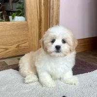 Tashi, a female Lhasa Apso for sale in Nappanee, IN – Photo 4 of 8