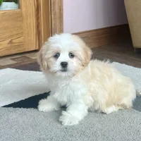 Tashi, a female Lhasa Apso for sale in Nappanee, IN – Photo 7 of 8