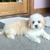 Tashi, a female Lhasa Apso for sale in Nappanee, IN – Photo 8 of 8