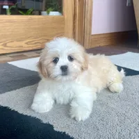 Tashi, a female Lhasa Apso for sale in Nappanee, IN – Photo 3 of 8