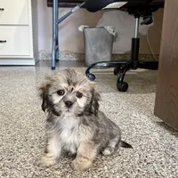 Corey, a male Lhasa Apso for sale in Nappanee, IN – Photo 5 of 10