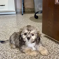 Corey, a male Lhasa Apso for sale in Nappanee, IN – Photo 2 of 10