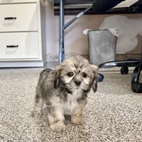 Corey, a male Lhasa Apso for sale in Nappanee, IN – Photo 3 of 10