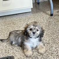 Corey, a male Lhasa Apso for sale in Nappanee, IN – Photo 10 of 10