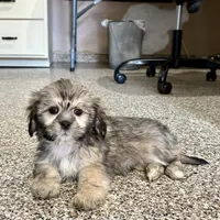 Corey, a male Lhasa Apso for sale in Nappanee, IN – Photo 4 of 10