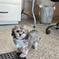 Corey, a male Lhasa Apso for sale in Nappanee, IN – Photo 7 of 10