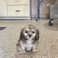 Corey, a male Lhasa Apso for sale in Nappanee, IN – Photo 9 of 10