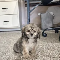 Corey, a male Lhasa Apso for sale in Nappanee, IN – Photo 1 of 10