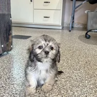 Corey, a male Lhasa Apso for sale in Nappanee, IN – Photo 6 of 10