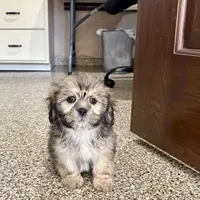 Corey, a male Lhasa Apso for sale in Nappanee, IN – Photo 8 of 10