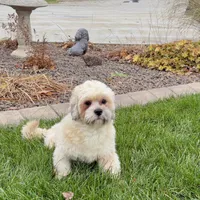 Loki, a male Lhasa Apso for sale in Nappanee, IN – Photo 5 of 7