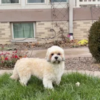 Loki, a male Lhasa Apso for sale in Nappanee, IN – Photo 4 of 7