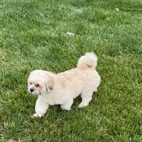 Loki, a male Lhasa Apso for sale in Nappanee, IN – Photo 3 of 7