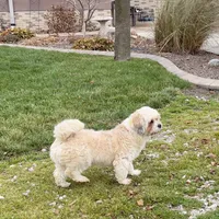 Loki, a male Lhasa Apso for sale in Nappanee, IN – Photo 2 of 7