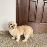 Loki, a male Lhasa Apso for sale in Nappanee, IN – Photo 6 of 7