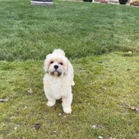 Loki, a male Lhasa Apso for sale in Nappanee, IN – Photo 7 of 7
