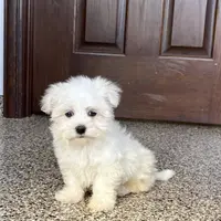 Harley, a male Maltese for sale in Nappanee, IN – Photo 2 of 8