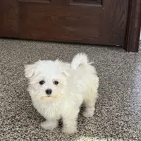 Harley, a male Maltese for sale in Nappanee, IN – Photo 4 of 8