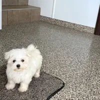 Harley, a male Maltese for sale in Nappanee, IN – Photo 8 of 8