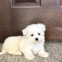 Harley, a male Maltese for sale in Nappanee, IN – Photo 3 of 8