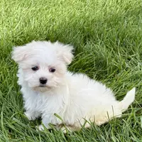 Harley, a male Maltese for sale in Nappanee, IN – Photo 1 of 8