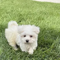 Harley, a male Maltese for sale in Nappanee, IN – Photo 7 of 8