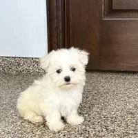 Harley, a male Maltese for sale in Nappanee, IN – Photo 6 of 8