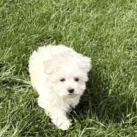 Harley, a male Maltese for sale in Nappanee, IN – Photo 5 of 8