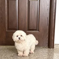 Angel, a female Lhasa Apso for sale in Nappanee, IN – Photo 5 of 8