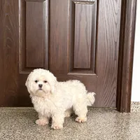 Angel, a female Lhasa Apso for sale in Nappanee, IN – Photo 8 of 8