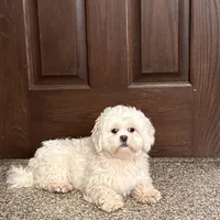 Angel, a female Lhasa Apso for sale in Nappanee, IN – Photo 4 of 8