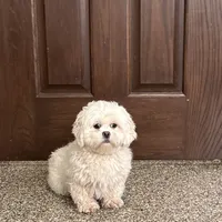 Angel, a female Lhasa Apso for sale in Nappanee, IN – Photo 7 of 8