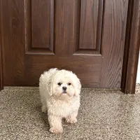 Angel, a female Lhasa Apso for sale in Nappanee, IN – Photo 6 of 8