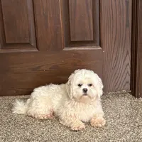 Angel, a female Lhasa Apso for sale in Nappanee, IN – Photo 3 of 8