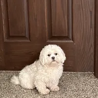 Angel, a female Lhasa Apso for sale in Nappanee, IN – Photo 2 of 8