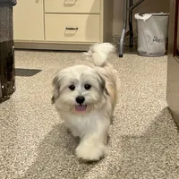 Benji, a male Lhasa Apso for sale in Nappanee, IN – Photo 5 of 5