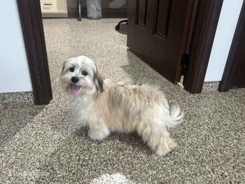 Benji – Lhasa Apso puppy for sale in Nappanee, IN