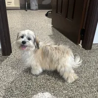 Benji, a male Lhasa Apso for sale in Nappanee, IN – Photo 4 of 5