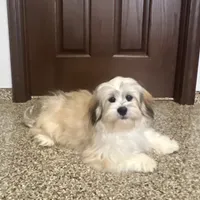 Benji, a male Lhasa Apso for sale in Nappanee, IN – Photo 2 of 5