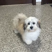 Benji, a male Lhasa Apso for sale in Nappanee, IN – Photo 1 of 5