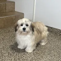 Benji, a male Lhasa Apso for sale in Nappanee, IN – Photo 3 of 5