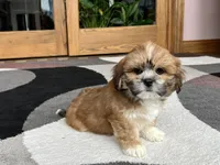 Lacie, a female Lhasa Apso for sale in Nappanee, IN – Photo 9 of 10